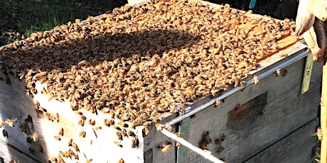 Spring Management of Your Beehive:  Sunday 2-Part Series