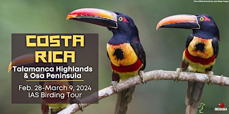 Costa Rica: Talamanca Highlands and Osa Peninsula Birding