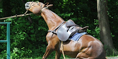 The Physical Impacts of Pull Backs and How You Can Help Your Horse Recover