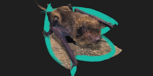 Batty for Microbats