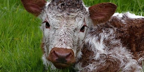 Hauptbild für Meet the Longhorns