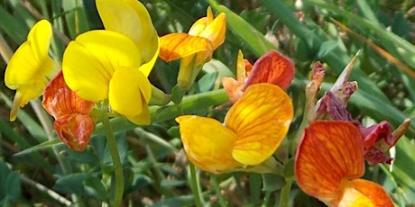 Flowers in the Grass primary image