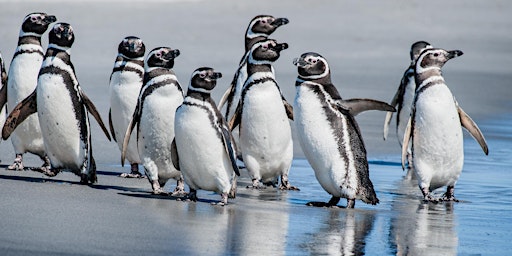 Conférence | Lecture – Wild Antarctica and the Falkland Islands