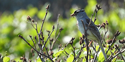 The Birds of Newfoundland: Sparrows, Finches, and Grosbeaks
