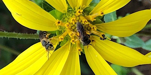 Lakeland Learn & Grow: Attracting Pollinators to Your Yard