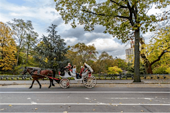 Valentine's Day Special: Horse Drawn Carriage Ride Through Central Park
