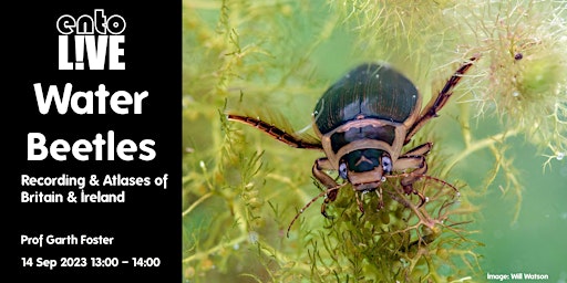 Water Beetles: Recording & Atlases of Britain & Ireland