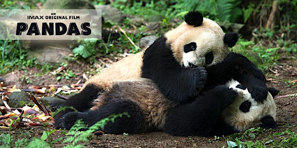 Pandas Advance Screening