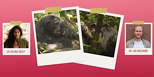 Where's the love? The secrets of chimpanzee relationships
