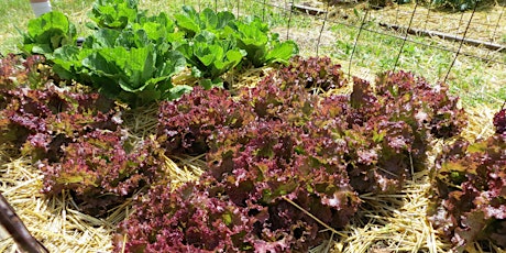 Vegetable garden basics