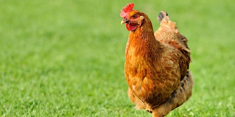 Primaire afbeelding van Tackling Redmite in Poultry