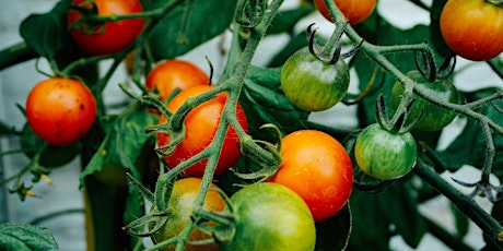 Growing Great Tomatoes - Online Workshop
