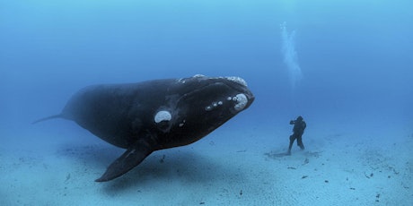 Luminous Seas- An Evening with Brian Skerry to Benefit Schoodic Institute primary image