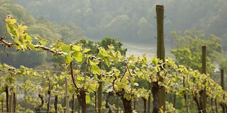 Discover English Wines (Online)