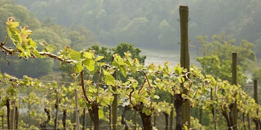 Discover English Wines (Online) primary image
