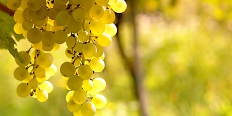 The Grape Series: Sauvignon Blanc (Online) primary image