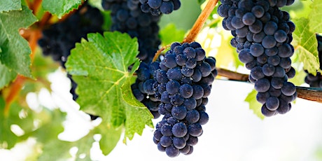 The Grape Series: Pinot Noir (Online) primary image