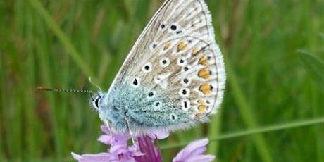 Wildflowers & butterflies of Jacksons’ Brickworks Local Nature Reserve primary image