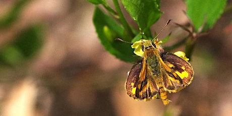 Pollinators and Westgate Park - Autumn Citizen Science Workshop primary image