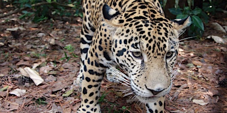 BATFN: Jaguars of the Chaco (Stanford)
