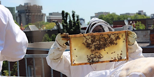 Nous Recrutons chez Apiculture SR is Recruiting!