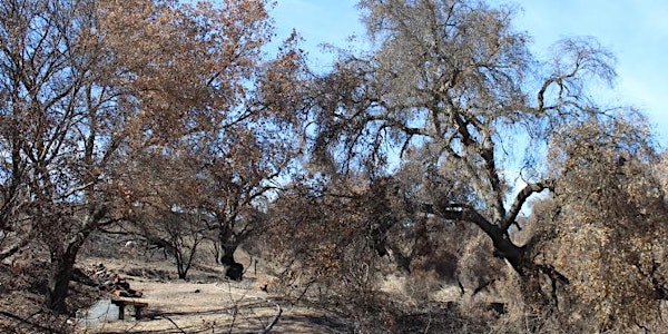 Postfire Recovery at Headwaters Corner