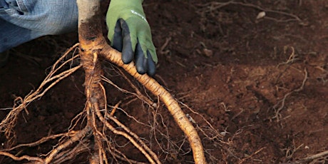 Bare Root Fruit Trees  for Beginners - Albany, OR