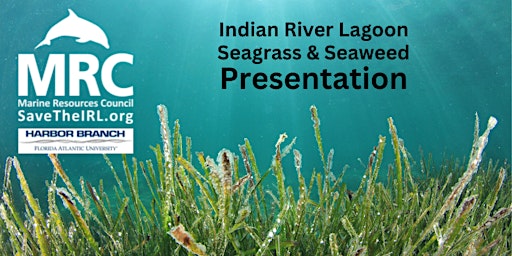 February Lunch & Learn - Seagrass and Seaweeds in the Indian River Lagoon