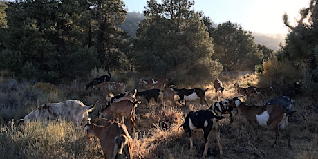 Silent Walking Meditation with Goats