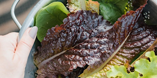 Grow Your Own Salad Greens