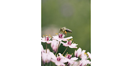 Pollinator Summit - March 1-2, 2023