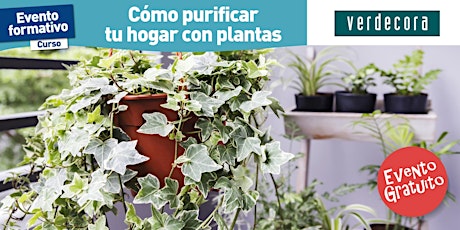 Imagen principal de 7/04 TALLER "CÓMO PURIFICAR TU HOGAR CON PLANTAS" VERDECORA VALENCIA URBAN