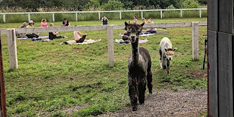 Yoga with Alpacas in Prince Edward County primary image