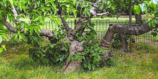 Stalking James I's Mulberries