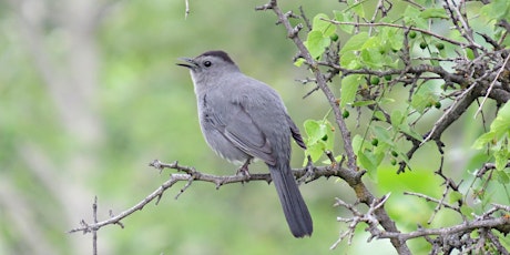 Bird Walk:  Boise River Greenbelt