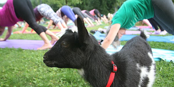 NY Goat Yoga In The Woods