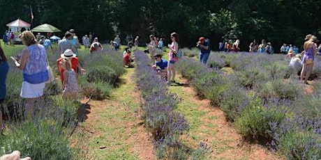 4th Annual Red Oak Lavender Festival primary image