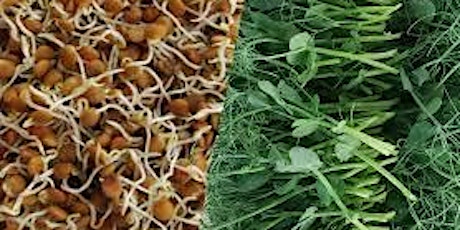Barter Based Homesteading 101: Sprouts and Microgreens