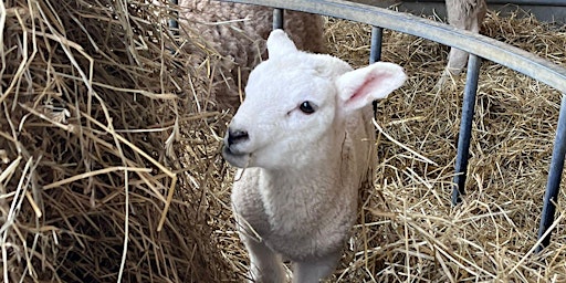 Easter lambing days at the farm