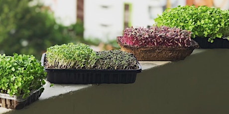 Urban Farming With Microgreens In Singapore primary image