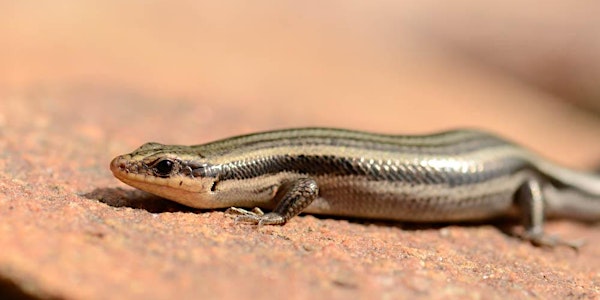 Reptile Ecology & ID