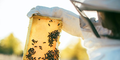 Imagem principal de Junior Beekeeping - Spring Break Class
