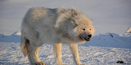 Encounters with Arctic Wolves with Dr Roger Smith
