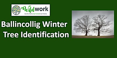 Ballincollig Winter Tree Identification