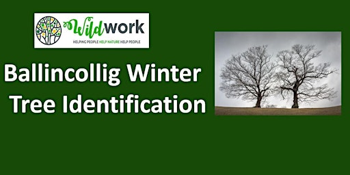 Ballincollig Winter Tree Identification