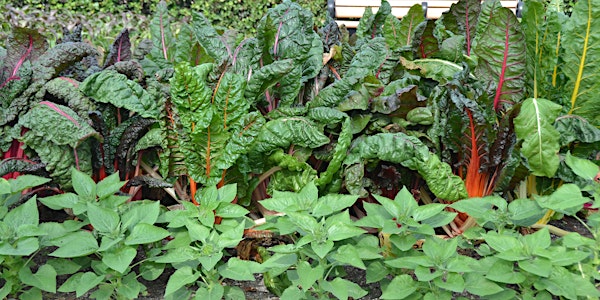 Lunch and Learn: Fall Vegetable Gardening