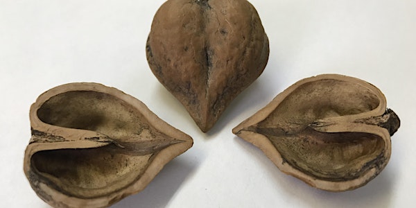 Growing Heartnuts