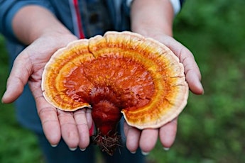 Reishi, Turkey Tail and More!: Medicinal Mushrooms of Maine
