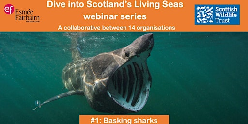 Dive into Scotland's Living Seas #1: Basking sharks