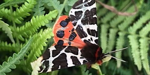 Hauptbild für Moth Night